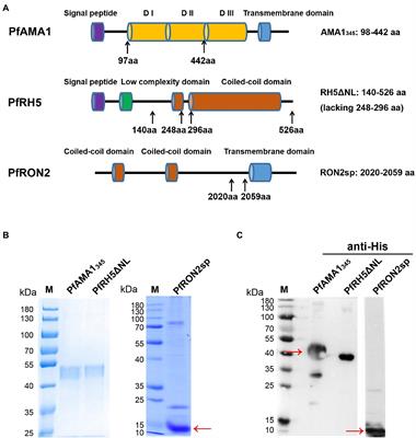 Vesicular stomatitis virus-based vaccine targeting plasmodium blood-stage antigens elicits immune response and protects against malaria with protein booster strategy